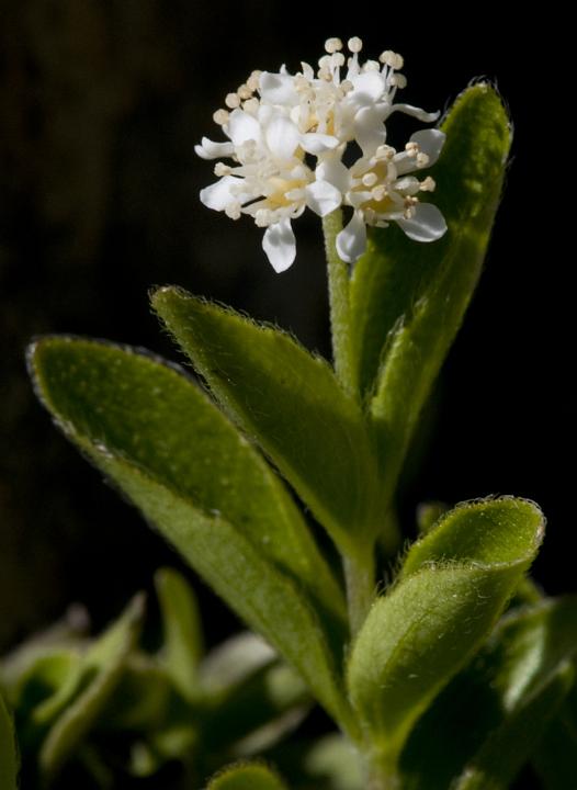 Yerba de Selva, Whipplea modesta.jpg